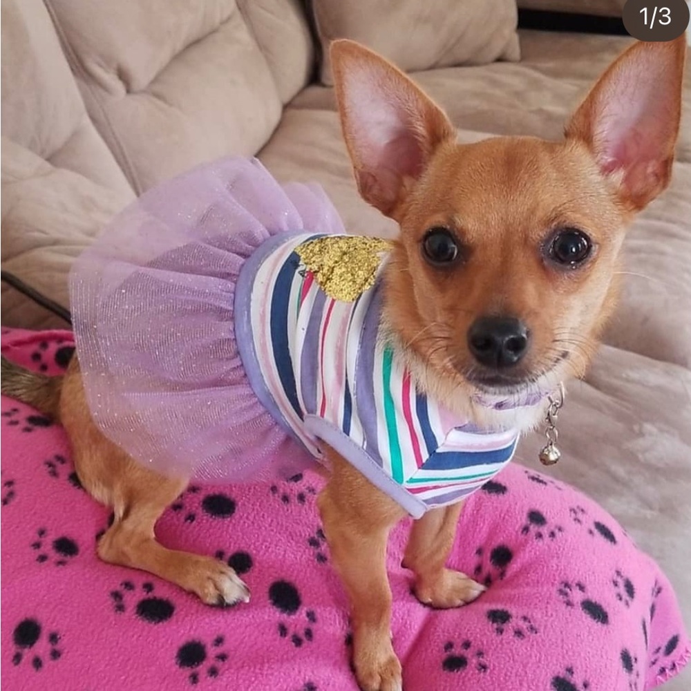 Small dog dress!